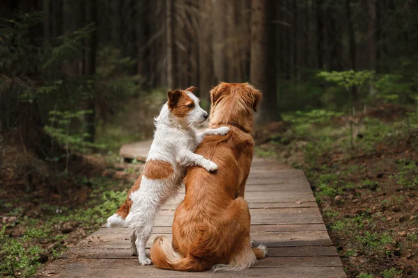 Dog Jack Russell Terrier walking and Dog Nova Scotia Duck Tolling Retriever