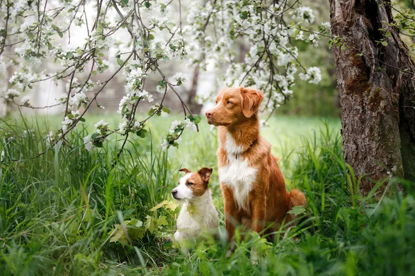 Dog Jack Russell Terrier and Dog Nova Scotia Duck Tolling Retriever walking on the background of white flowers in the orchard.