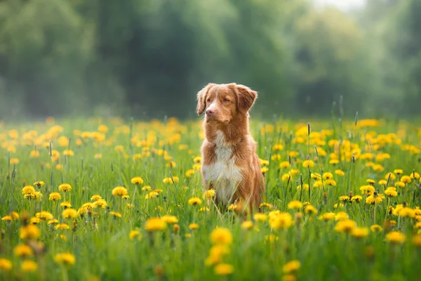 Dog Nova Scotia Duck Tolling Retriever walking in a field in summer