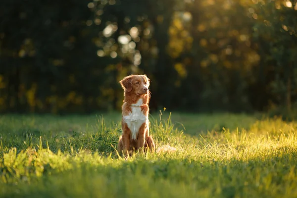 Dog walks on nature, greens, flowers Nova Scotia Duck Tolling Retriever