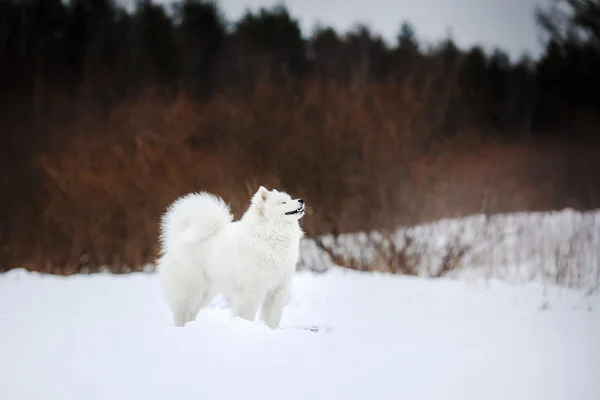 Beautiful white Samoyed dog