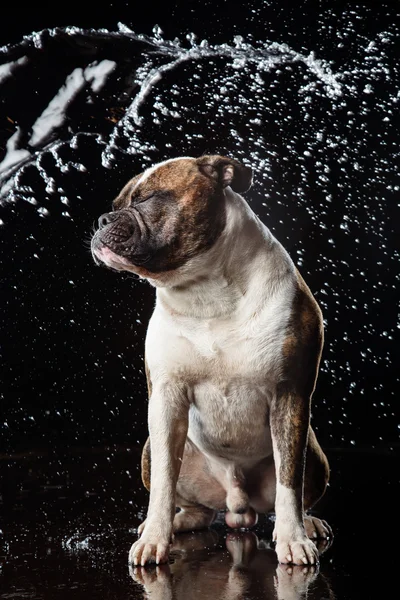 American Bulldog, dog Motion in the water, aqueous shooting