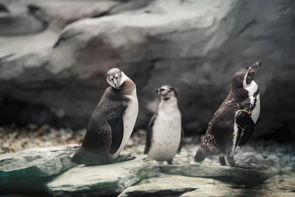 Humboldt penguins standing in natural environment