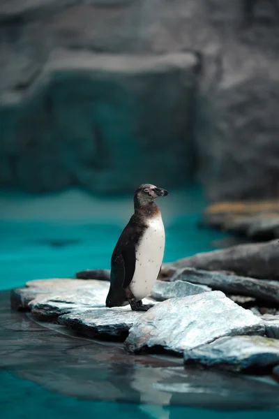 Humboldt penguins standing in natural environment