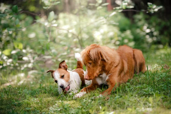 Dog Jack Russell Terrier and Dog Nova Scotia Duck Tolling Retriever walking