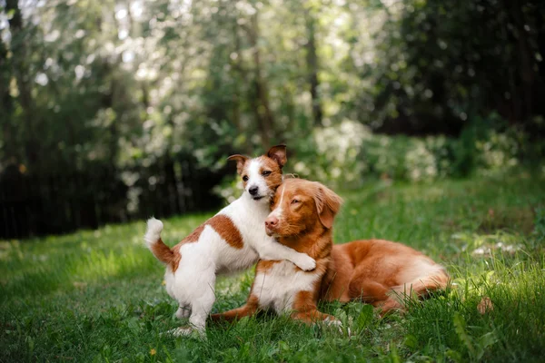 Dog Jack Russell Terrier and Dog Nova Scotia Duck Tolling Retriever walking