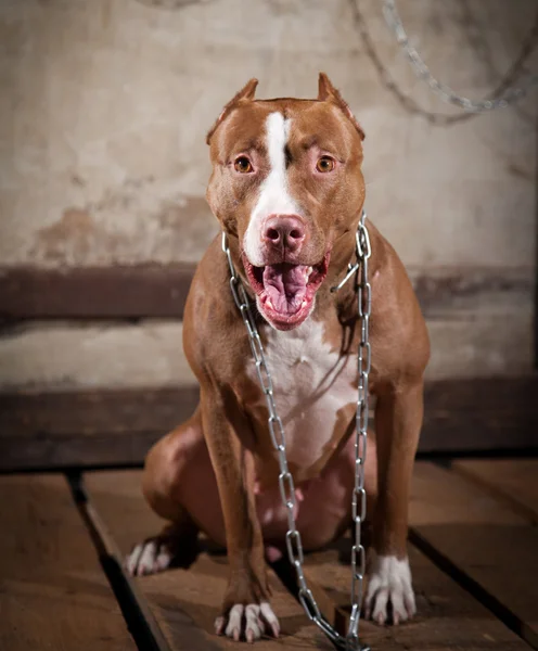 Dog breed American Pit Bull Terrier