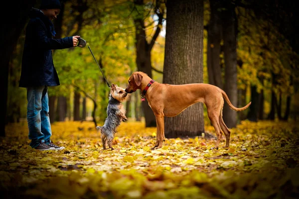 Autumn Dog breed Rhodesian Ridgeback