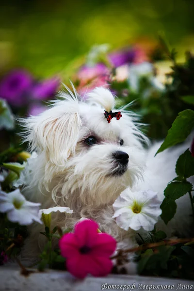 Biewer york dog on the nature