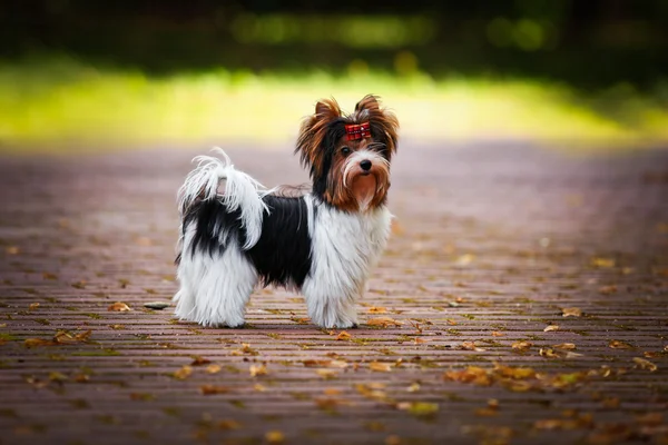 Biewer york dog on the nature