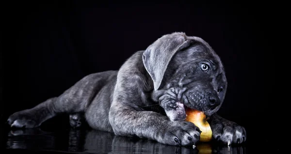 Cane Corso dog eating an apple