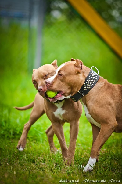 Pit bull terrier dog plays on nature