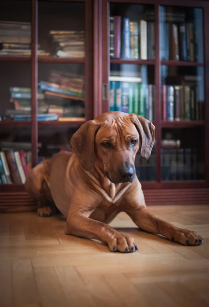 Rhodesian Ridgeback dog