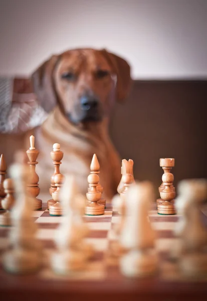 Rhodesian Ridgeback dog