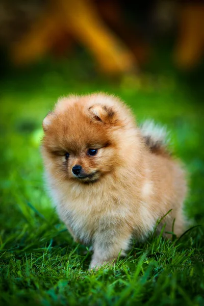 German Spitz, Dog breed Pomeranian