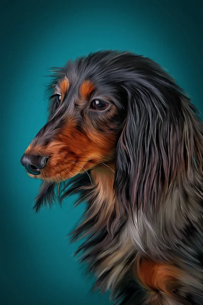 Drawing Dog breed dachshund