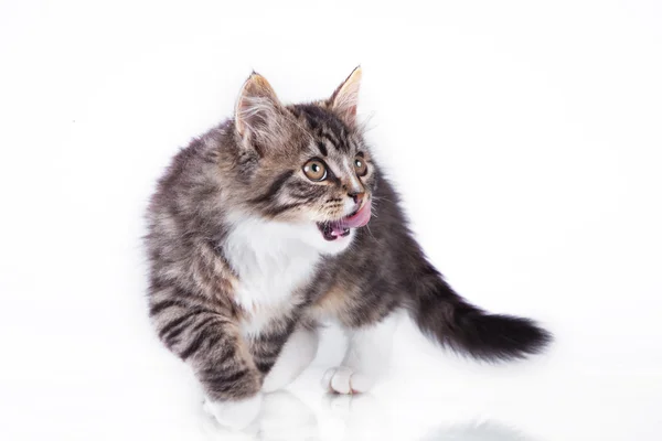 Tabby cat on a white background