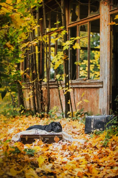 Black labrador autumn in nature, vintage