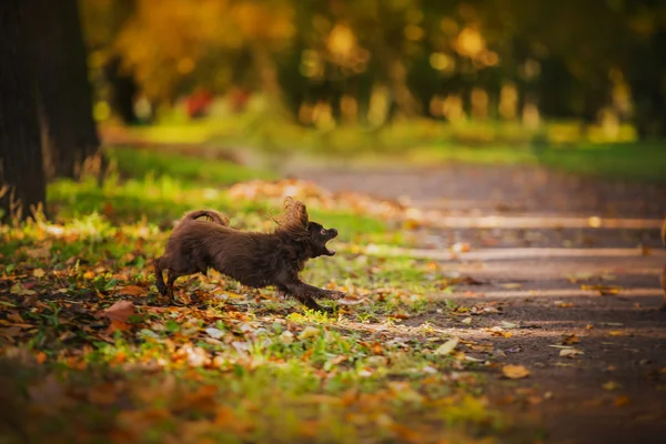 Toy terrier dog in the autumn on the nature