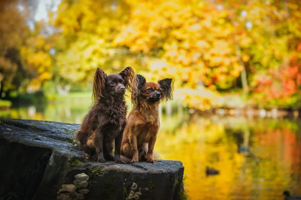 Toy terrier dog in the autumn on the nature