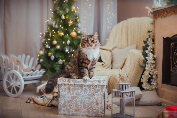 Tabby cat plays, paw, holiday