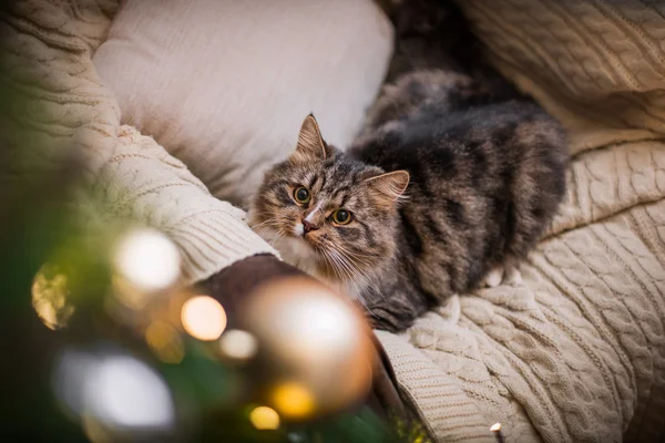 Tabby cat plays, paw, holiday