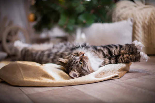 Tabby cat plays, paw, holiday