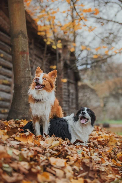 Obedient dog breed border collie. Portrait, autumn, nature, tricks, training