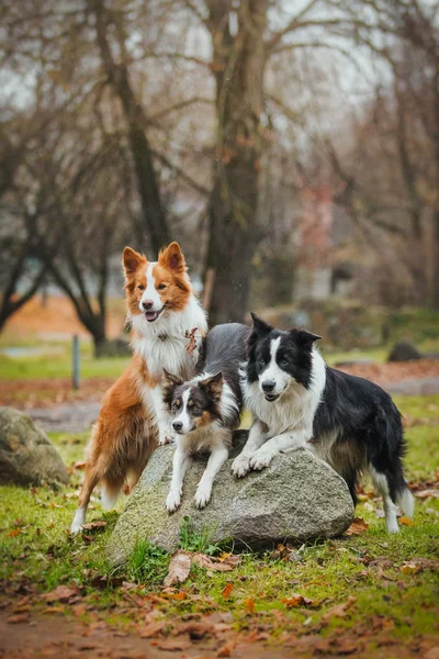 Obedient dog breed border collie. Portrait, autumn, nature, tricks, training