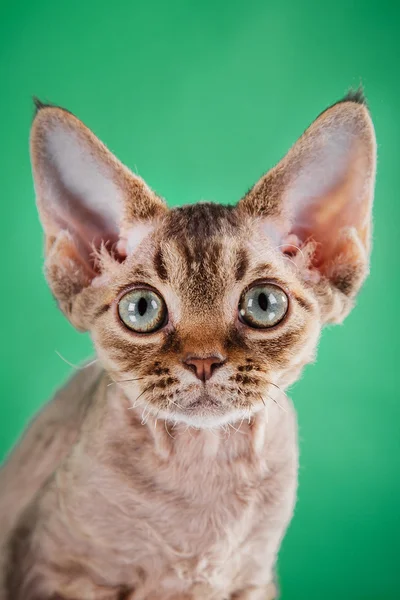 Devon Rex cat