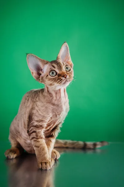 Devon Rex cat