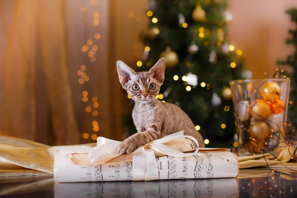 Devon Rex cat, Christmas and New Year