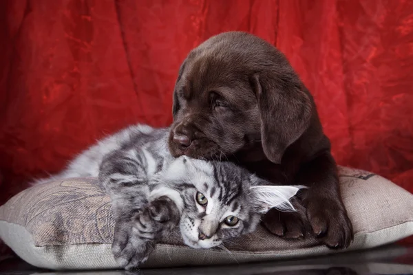 Labrador puppy and kitten breeds Maine Coon