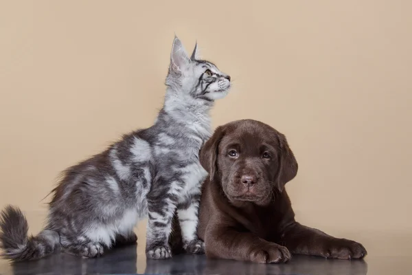 Labrador puppy and kitten breeds Maine Coon