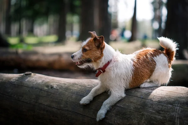 Dog Jack Russell Terrier walks on nature