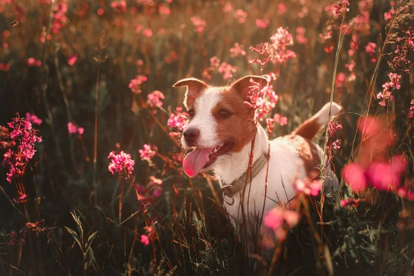 Dog in flowers Jack Russell Terrier