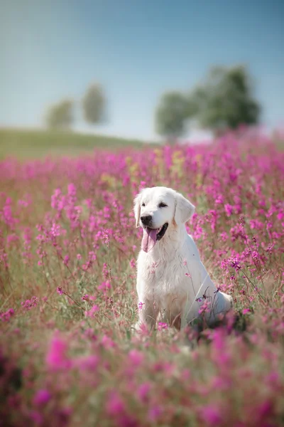 Dog Golden Retriever in flowers