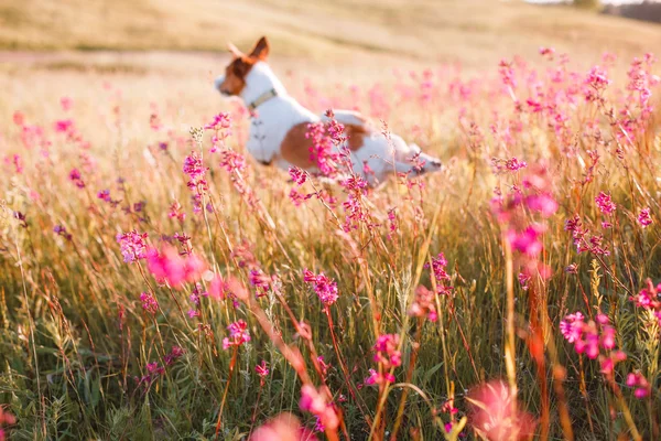 Dog in flowers Jack Russell Terrier