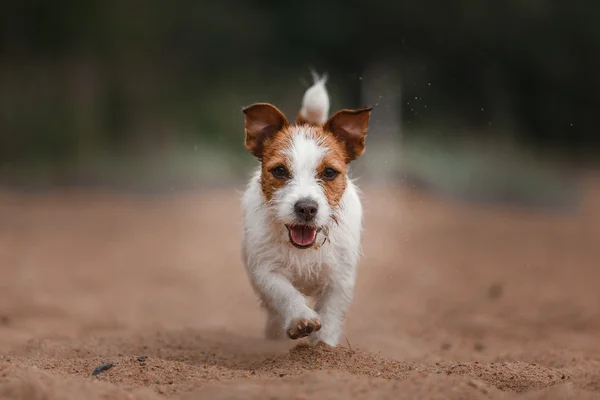 Cheerful Jack Russell Terrier
