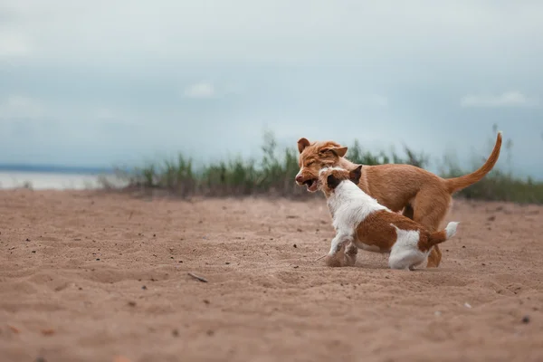 Game Jack Russell Terrier and Toller