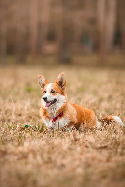 Dog breed Welsh Corgi Pembroke