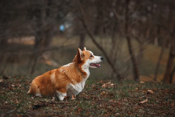 Dog breed Welsh Corgi Pembroke