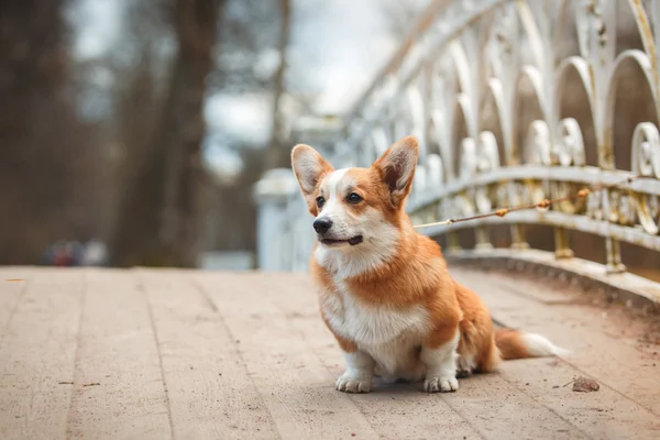 Dog breed Welsh Corgi Pembroke