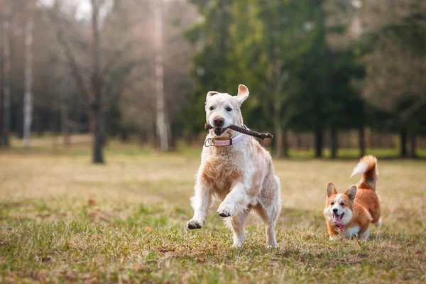 Dog breed Welsh Corgi Pembroke and Golden retriever