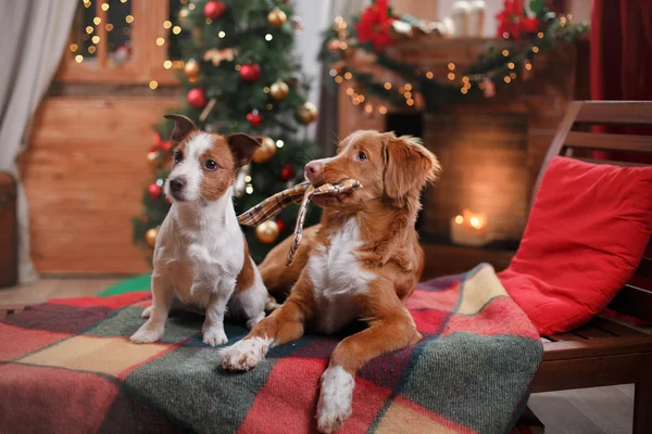 Dog Jack Russell Terrier and Dog Nova Scotia Duck Tolling Retriever holiday, Christmas