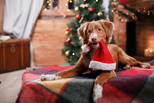 Dog Nova Scotia Duck Tolling Retriever holiday, Christmas