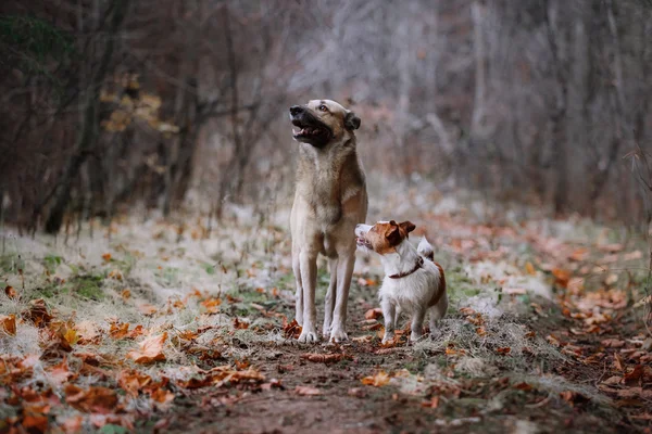 Dog breed Jack Russell Terrier and Mixed breed dog walking