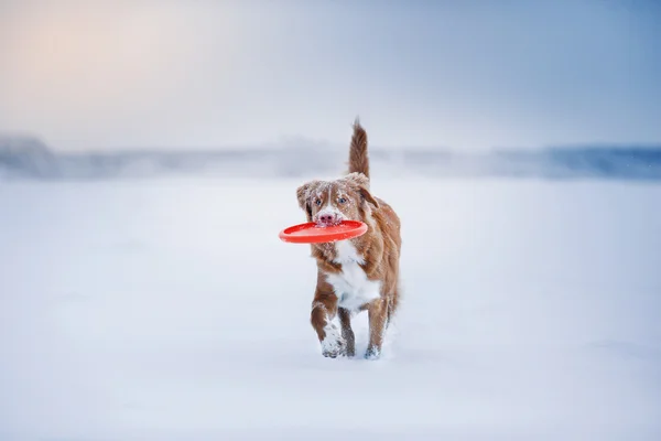 Dog Nova Scotia Duck Tolling Retriever  walking in winter park, playing with flying saucer