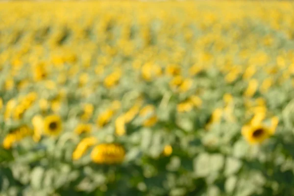 Blurred photo of a sunflower field