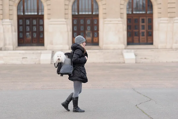 Bichon Havanese dog in bag